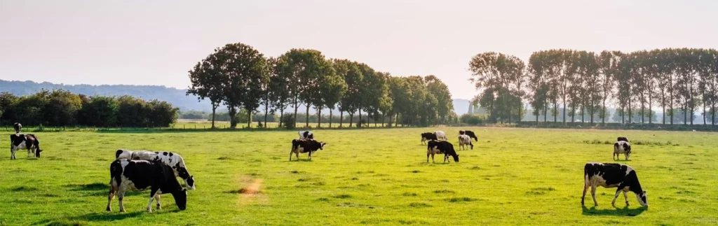 Vache de kEr Ronan dans un champ